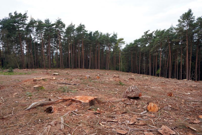 Debris and Stump Removal