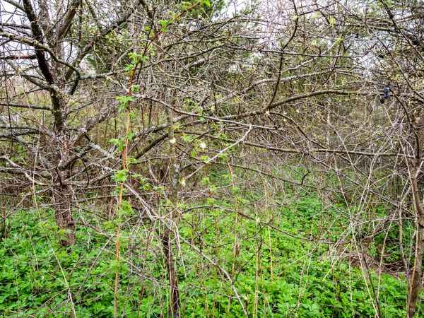 Underbrush Clearing in Auburn