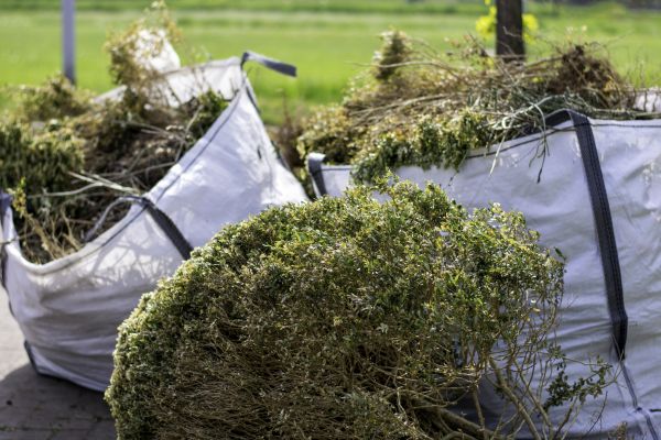 Bushes Clearing in Auburn