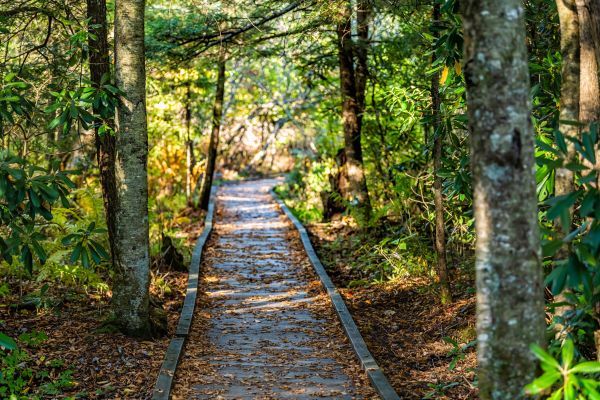 Trail Clearing in Auburn